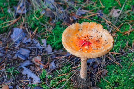 Amanita Muscaria. Red poisonous mushroom in European forest