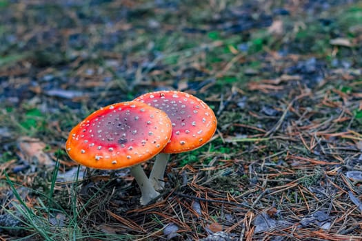 Red poisonous Amanita Muscaria mushrooms in European forest