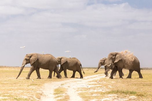 Herd of elephants crossing dirt road at Amboseli National Park, formerly Maasai Amboseli Game Reserve, is in Kajiado District, Rift Valley Province in Kenya.