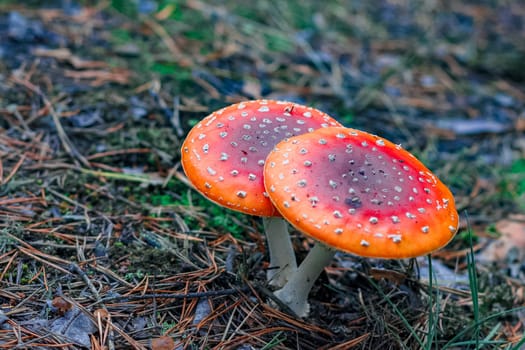 Red poisonous Amanita Muscaria mushrooms in European forest