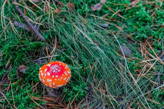 Amanita Muscaria. Red poisonous mushroom in European forest