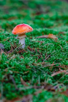 Amanita Muscaria. Red poisonous mushroom in European forest