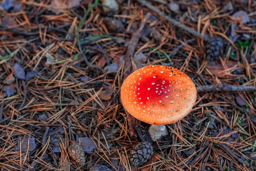 Amanita Muscaria. Red poisonous mushroom in European forest