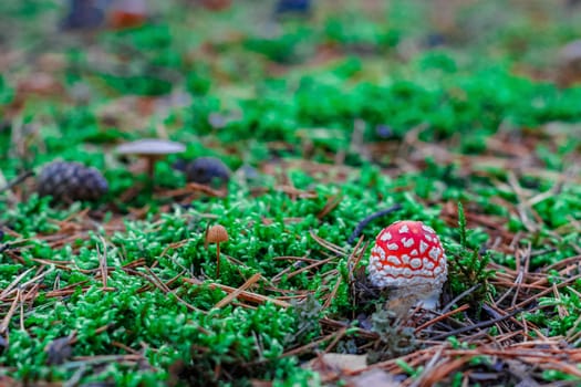 Amanita Muscaria. Red poisonous mushroom in European forest