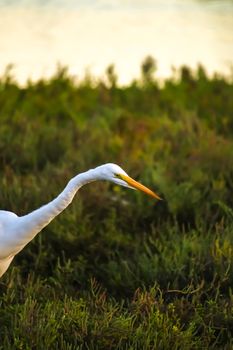 The Great Egret Looking for Fish under the Sun Set