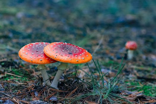 Red poisonous Amanita Muscaria mushrooms in European forest