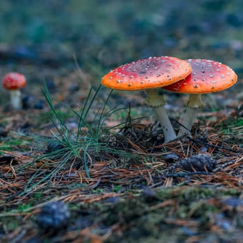 Red poisonous Amanita Muscaria mushrooms in European forest