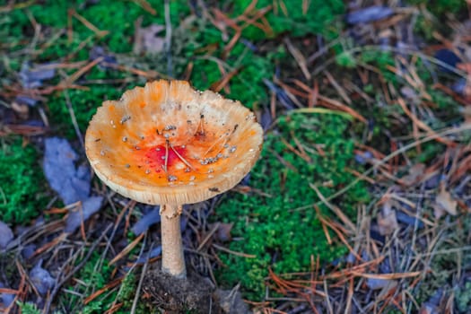 Amanita Muscaria. Red poisonous mushroom in European forest