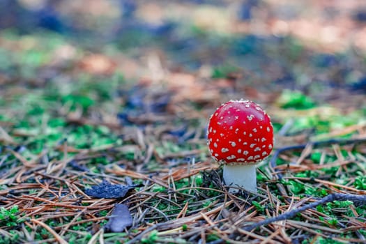 Amanita Muscaria. Red poisonous mushroom in European forest