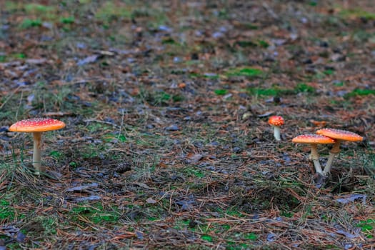 Red poisonous Amanita Muscaria mushrooms in European forest