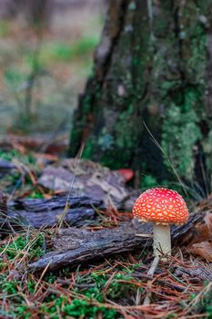 Amanita Muscaria. Red poisonous mushroom in European forest