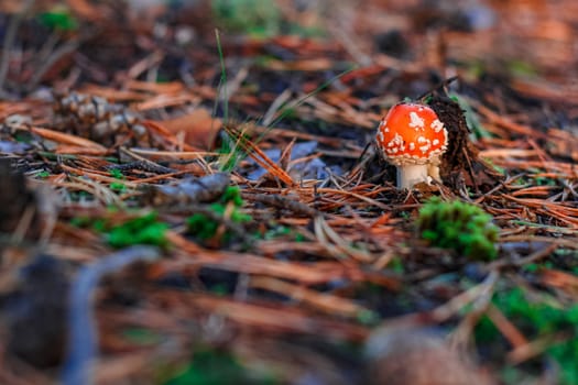 Amanita Muscaria. Red poisonous mushroom in European forest