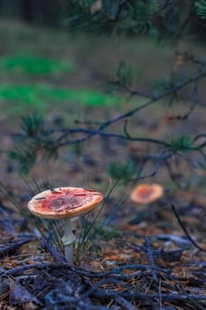 Red poisonous Amanita Muscaria mushrooms in European forest