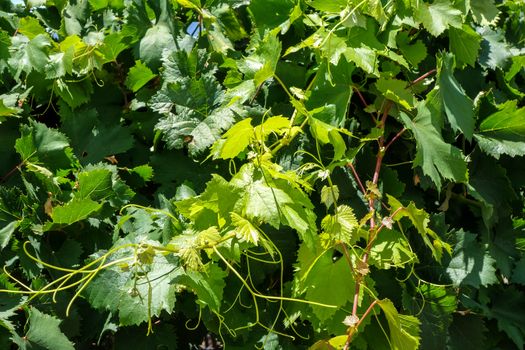 Bunch of grape in a vine. Close up view