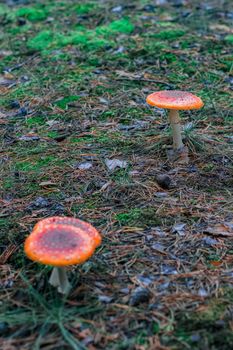 Red poisonous Amanita Muscaria mushrooms in European forest