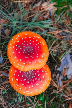 Red poisonous Amanita Muscaria mushrooms in European forest