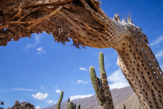 dry giant cactus detail in the Tilcara quebrada, Argentina