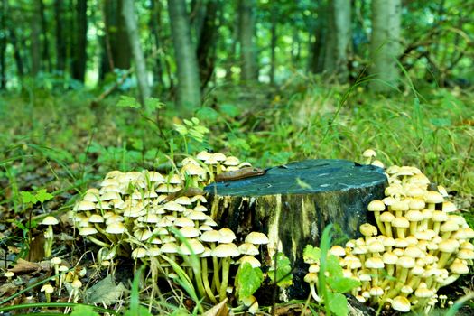 Dark tree trunk with small bright mushrooms surrounded by green forest.