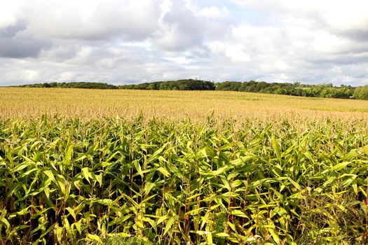 Big yellow and green corn field with mature corn on a cloudy day in autum.