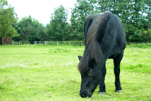 Black horse eating and standing on green grass field on a sunny day in summer.