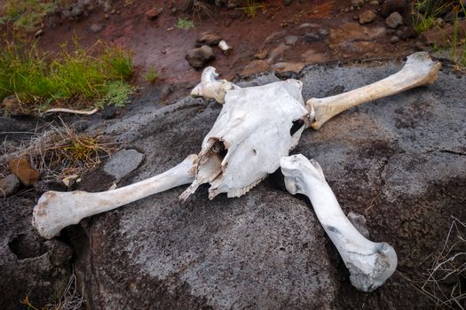 Horse skull and bones on easter island