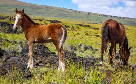 Horse in easter island field, pacific ocean, Chile