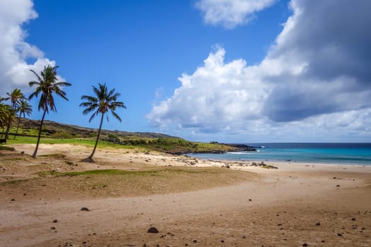 Palm trees on Anakena beach, easter island, Chile