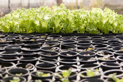Organic hydroponic lettuce cultivation farm. green lettuce.