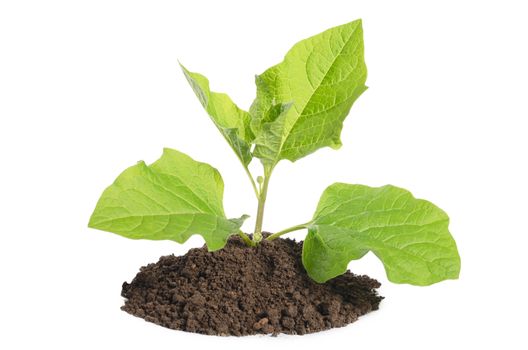 Plant growing in soil isolated on white