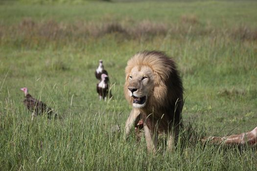 Lion wild dangerous mammal africa savannah Kenya