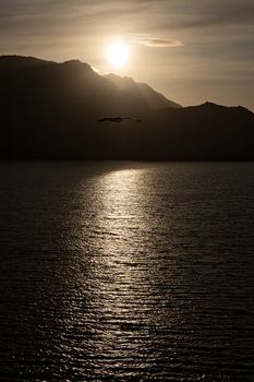 Seagull flying over the sea in backlit with mountains on background at sunset