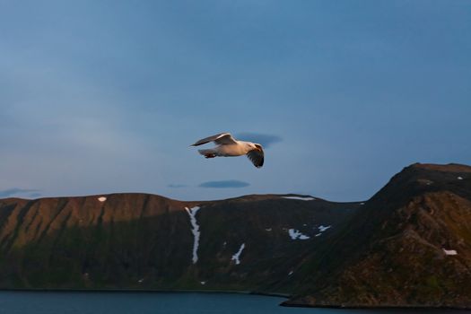 Seagulls flying in the sky with mountains on background