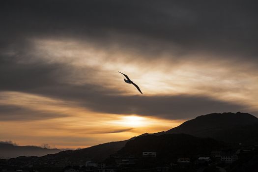Seagulls flying in the sky at sunset with mountains on background
