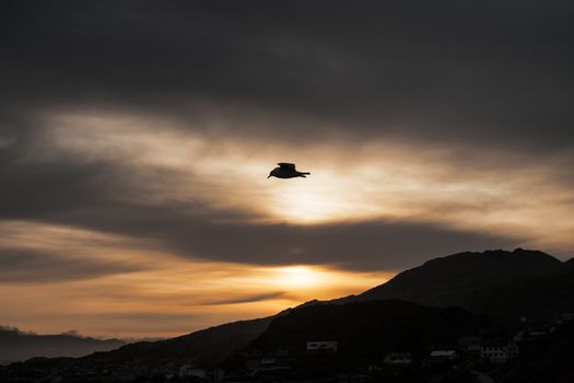 Seagulls flying in the sky with mountains on background at sunset