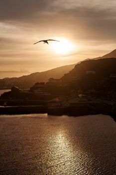 Seagulls flying in the sky at sunset over the sea with mountains on background