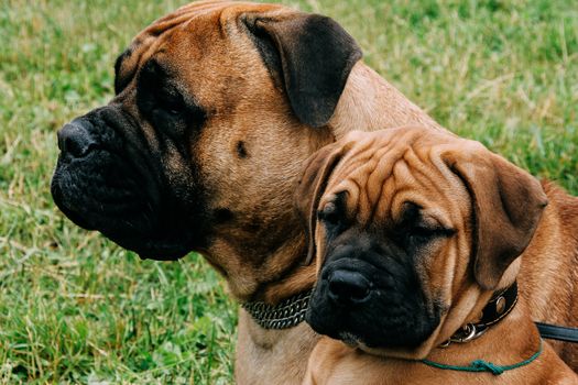 Bullmastiff dog and puppy in green summer grass