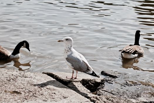 Small seageull and wild ducks on the river in Richmond London Town Area.