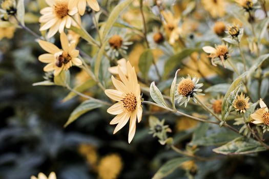 Yellow flowers in park background. Green natural concept.