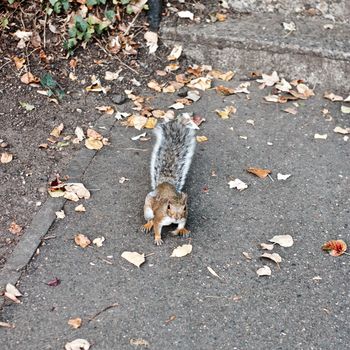 Small nice wild squirrel in public park. Wild animals concept. Richmond, London.