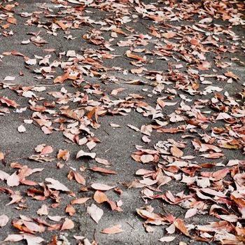 Leafs on the footpath in park. Richmond, London autumn concept.