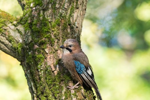 Garrulus glandarius on a branch, park, summer, autumn