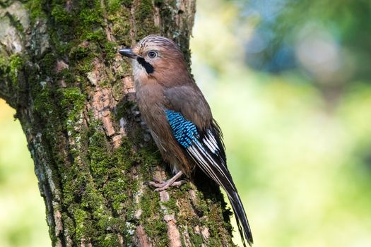 Garrulus glandarius on a branch, park, summer, autumn