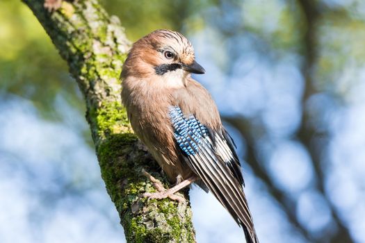 Garrulus glandarius on a branch, park, summer, autumn