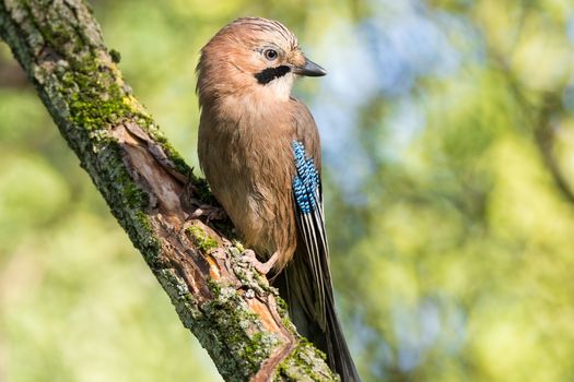 Garrulus glandarius on a branch, park, summer, autumn