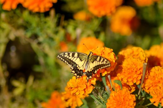 Swallowtail butterfly posing on a flower bed orange on the island of Crete