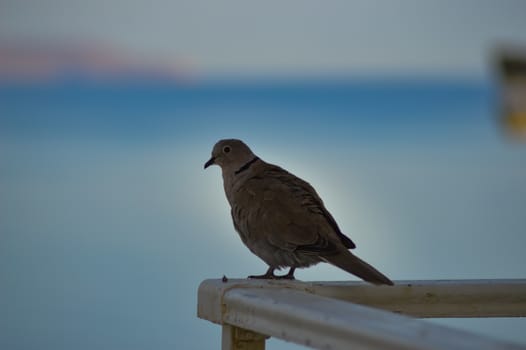 Pigeon posed on the corner of the railing of a balcony facing the sea