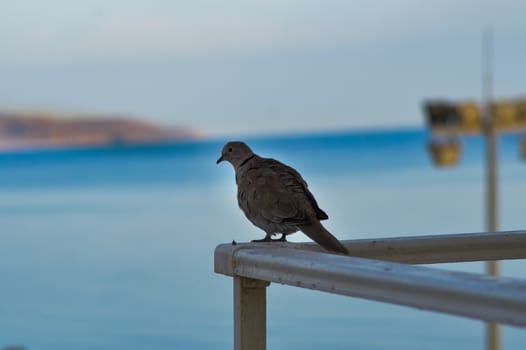 Pigeon posed on the corner of the railing of a balcony facing the sea