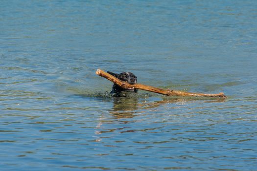 A dog swims out of the water with a big stick in his teeth