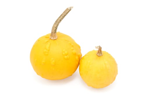 Large and small round orange ornamental gourds with warty lumps, isolated on a white background