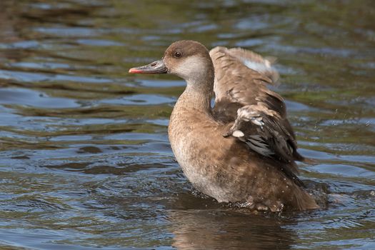 A red crested pochard on the water standing up and spreading its wings to dry them off after washing